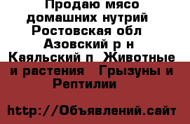Продаю мясо домашних нутрий - Ростовская обл., Азовский р-н, Каяльский п. Животные и растения » Грызуны и Рептилии   